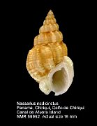 Nassarius nodicinctus (2)